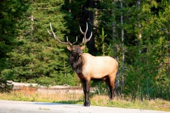 Yellowstone 2011 2979_Fotor