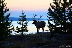 Yellowstone 2011 8467_Fotor